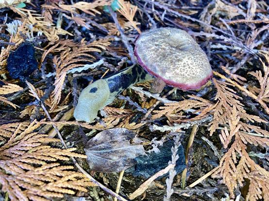 Slug sits under a purple fringed mushroom. Forest floor covered with cedar bits