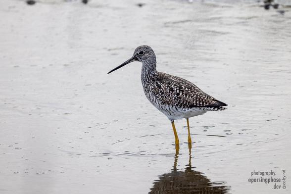 A black-and-white flecked wading bird with long dark bill and long yellow legs stands in shallow water reflecting an overcast sky.