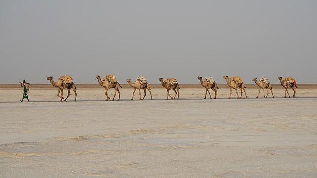 Camel caravan transporting salt from the salt works at Lake Karum, Afar Region, Ethiopia