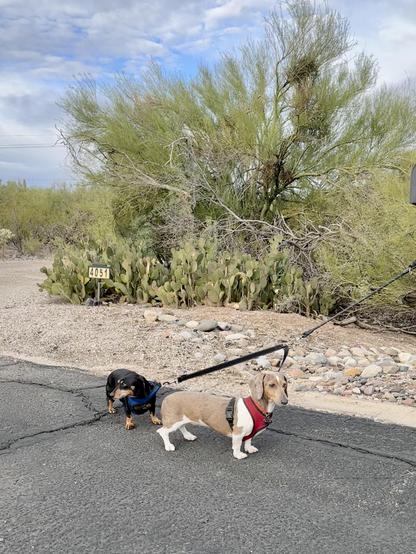 streetwalking dachshunds