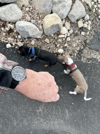wristwatch selfie w/dachshunds