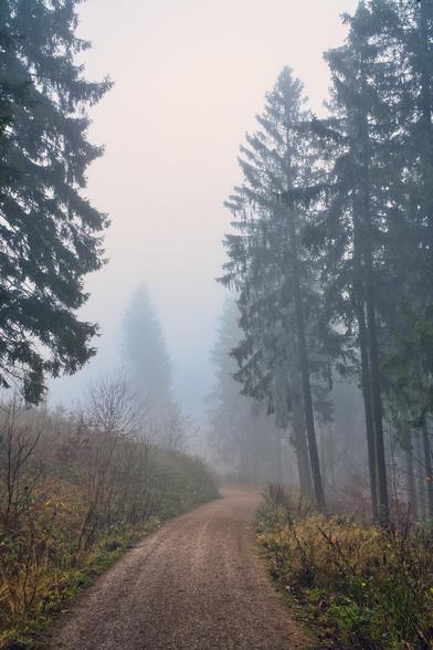Der Pfad in die weiße Stille
Dieses Bild fängt einen intimeren, geschlosseneren Moment im Wald ein als die vorangegangene Aufnahme. Hier wirkt der Wald dichter und der Weg enger.
Die wesentlichen Bildbestandteile:
Die Komposition (Framing): Das Bild wird sehr stark von den mächtigen, dunklen Nadelbäumen am linken und rechten Bildrand eingerahmt. Sie bilden eine Art natürliches Tor, durch das der Betrachter blickt. Besonders die hohen Bäume auf der rechten Seite ragen fast bis zum oberen Bildrand und betonen die Vertikale.
Der Weg: Ein erdiger, brauner Waldweg führt zentral in das Bild hinein und verschwindet in einer sanften Linkskurve im Nebel. Er wirkt weicher und weniger steinig als auf dem ersten Bild.
Der Nebel und die Tiefe: Der Nebel ist hier sehr dicht und hell. Er erzeugt eine fast weiße Wand im Hintergrund. Besonders auffällig ist der einzelne, schemenhafte Nadelbaum in der Bildmitte (etwas links versetzt), der wie ein "Geist" im Dunst steht – er ist kaum noch als fester Körper wahrnehmbar.
Farben und Licht: Die Farbpalette ist sehr reduziert und gedämpft. Es dominieren das dunkle Grün der Nadeln, das verblasste Braun des Unterholzes und das helle Grau-Weiß des Nebels. Es gibt kaum Kontraste außer dem zwischen den dunklen Bäumen im Vordergrund und dem hellen Hintergrund.
Stimmung:
Diese Szene wirkt geheimnisvoll und introspektiv. Durch die "Einrahmung" der Bäume fühlt man sich als Betrachter stärker in das Geschehen hineingezogen, fast so, als würde man einen verbor