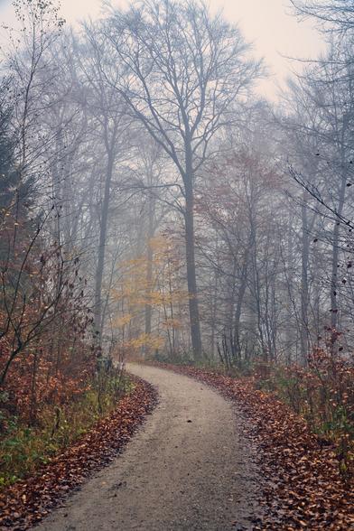 Hier ist die Beschreibung der dritten Szene. Dieses Bild unterscheidet sich deutlich von den ersten beiden, da wir uns nun in einem Laubwald befinden.
Filigranes Astwerk und letztes Gold
Das Bild zeigt den Übergang vom späten Herbst in den Winter in einem lichten Hochwald.
Die wesentlichen Bildbestandteile:
Die Bäume: Im Gegensatz zu den schweren, dunklen Nadelbäumen der vorherigen Bilder dominieren hier hohe Laubbäume. Sie sind bereits fast vollständig kahl. Ihre feinen, weit verzweigten Äste und Zweige zeichnen ein filigranes, netzartiges Muster gegen den hellen Himmel ("Scherenschnitt-Effekt").
Der Farbakzent: Ein echter Blickfang ist der kleine Baum oder das Gebüsch im mittleren Bildgrund (links neben dem Weg). Er trägt noch leuchtend gelb-oranges Laub, das in der ansonsten eher grauen und braunen Umgebung fast wie eine kleine Lichtquelle wirkt.
Der Weg und der Boden: Der geschwungene Schotterweg wird links und rechts von einem dicken Teppich aus braunem, herbstlichem Falllaub gesäumt. Die Feuchtigkeit auf dem Weg lässt die Steine leicht glänzen.
Die Tiefe: Auch hier sorgt der Nebel im Hintergrund für eine Staffelung. Die hinteren Baumstämme verblassen zunehmend zu einem Hellgrau, was dem Wald eine enorme Tiefe und Weite verleiht.
Stimmung:
Diese Szene wirkt zerbrechlicher und offener als der Nadelwald. Es herrscht eine melancholische "Abschiedsstimmung" – die Natur bereitet sich auf den Winterschlaf vor. Das leuchtende Gelb in der Mitte wirkt jedoch hoffnungsvoll und war