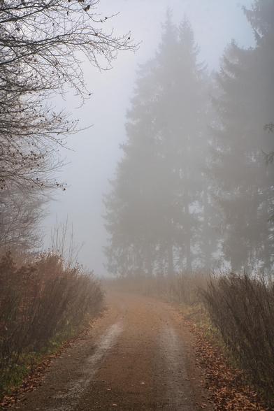Hier ist die Beschreibung der vierten Szene. Dieses Bild wirkt wie ein Bindeglied zwischen den vorangegangenen Aufnahmen, da es Elemente aus beiden Waldarten vereint.
Begegnung zweier Welten im Nebel
Das Bild zeichnet sich durch einen spannenden Kontrast zwischen der linken und der rechten Bildhälfte aus.
Die wesentlichen Bildbestandteile:
Der Kontrast der Bäume:
Links: Hier sehen wir wieder das filigrane, kahle Astwerk von Laubbäumen (ähnlich wie im dritten Bild). Die Zweige ragen von oben links in das Bild hinein und bilden ein feines Muster vor dem grauen Himmel.
Rechts: Auf der gegenüberliegenden Seite stehen hohe, massive Nadelbäume. Der Nebel ist hier so dicht, dass sie fast wie graue Scherenschnitte wirken. Sie haben keine Farbe mehr, sondern sind reine Silhouetten, die nach hinten hin fast vollständig verschwinden.
Der Weg: Der Weg wirkt hier besonders „nass“ und festgetreten. Man sieht feuchte Stellen, die das diffuse Licht des Himmels leicht reflektieren. Er führt relativ gerade, nur mit einer leichten Linkstendenz, in die Nebelwand.
Die Vegetation am Boden: Links und rechts des Weges steht vertrocknetes, rötlich-braunes Gestrüpp und hohes Gras. Der Wegesrand ist gesäumt von herabgefallenem Laub, was den herbstlichen Charakter unterstreicht.
Das Licht: Das Licht wirkt hier etwas dunkler und drückender als im vorherigen Bild (dem Laubwald). Der Nebel scheint die hohen Nadelbäume förmlich zu verschlucken.
Stimmung:
Dieses Bild strahlt eine Atmosphäre des Übergangs aus