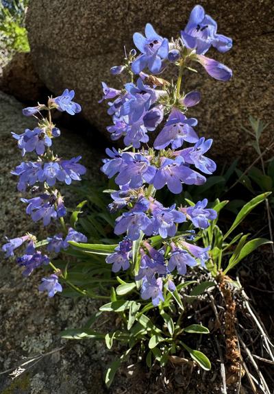 Sky blue penstemon flowers growing out of a crack in a rock