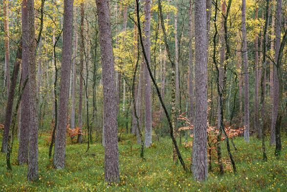 ein Wald aus Kiefern und Birken.  An den Birken sind noch letzte gelbe Blätter vorhanden