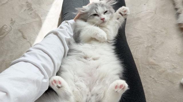 新しく家族になった子猫が1日何しているのかストーカーしてみたら最高だった…！