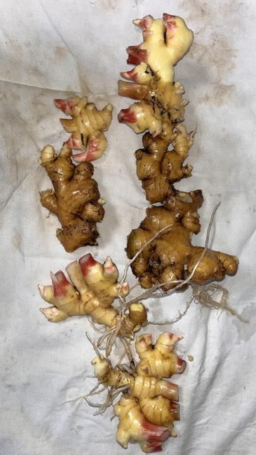 Several chunks of ginger rhizome laid out on a white dishtowel. It's less tidy than storebought ginger - many cuts are evident where stalks have been removed, some roots still remain, and the dirt hasn't been scrubbed off the delicate skin. They're freshly washed and gleaming with wetness.
