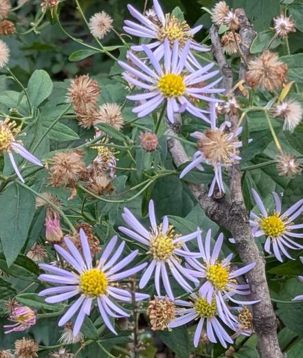 Nahaufnahme Blüten mit dickem gelbem Bommel und violetten stäbchenformigen Blütenblättern