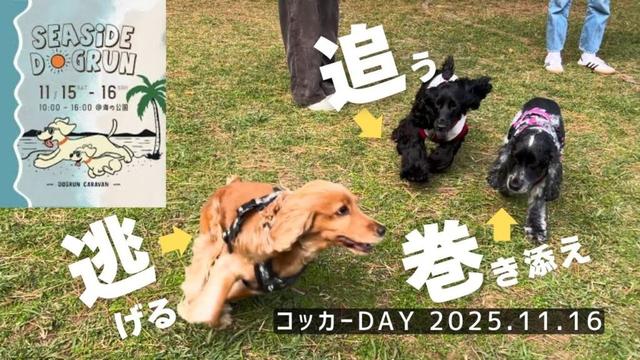 【イベント参加#5】2025.11.16 コッカーDAY　イングリッシュコッカースパニエル 「みみ」の気持ち