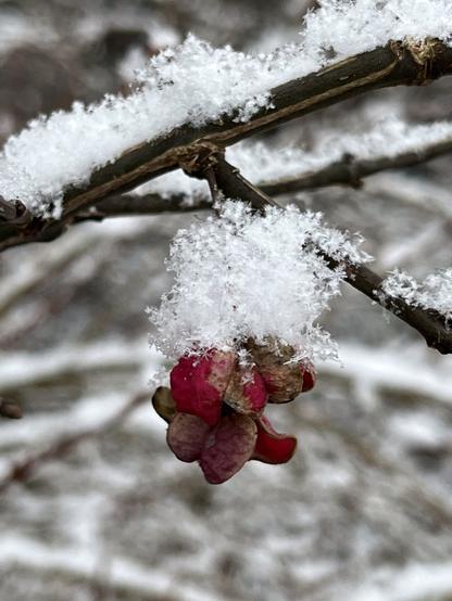 A close-up of a branch covered in snow, featuring clusters of pink and brown buds.

Eine Nahaufnahme eines schneebedeckten Astes mit Trauben rosa und brauner Knospen.