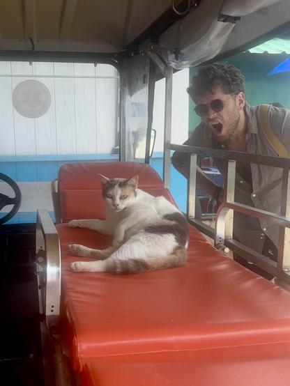 kot o zblazowanym wyrazie pyszczka, który leży na łatce busa przewozowego za którym czaję się ja w rozpiętej lnianej koszuli,  w okularach i z rozdziawioną gębą, udając że planuję na kota krzyknąć (naturalnie nic takiego nie miało miejsca i zarówno ja, jak i kot zakończyliśmy spotkanie pokojowo).