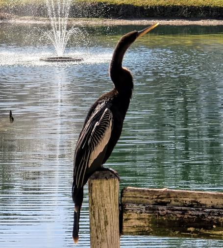 Small black water bird perched on an old fence with a pond and fountain in the background.