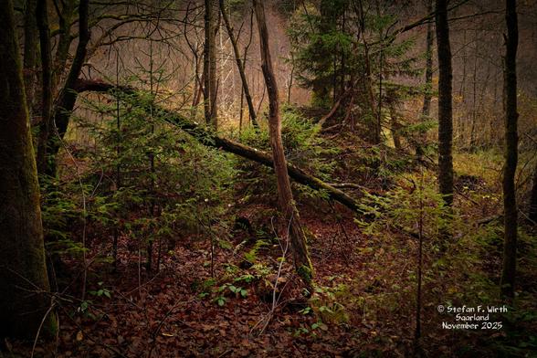 A riparian mixed forest with barr elements too in the South West of Germany (Saarland), provided water comes from a small slow flowing stream, surrounded mostly by hardwood trees. Deadwood remains. © Stefan F. Wirth, November 2025.