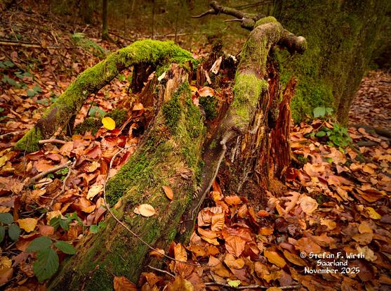 Deadwood in a further developed state of decomposition. A riparian mixed forest with barr elements too in the South West of Germany (Saarland), provided water comes from a small slow flowing stream, surrounded mostly by hardwood trees. Deadwood remains. © Stefan F. Wirth, November 2025.