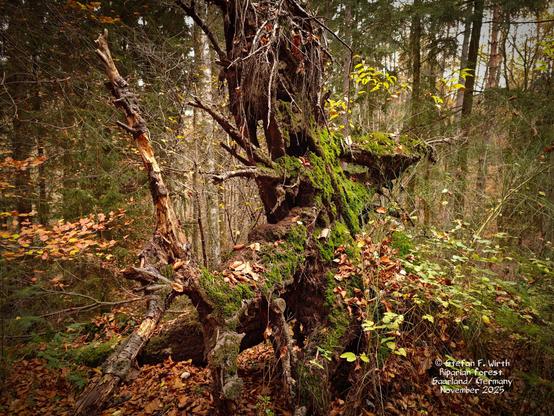 A huge tree remnant as complex deadwood micro ecosystem, providing many options for niche formation and thus expectedly hosts a greater number of species.
A riparian mixed forest with barr elements too in the South West of Germany (Saarland), provided water comes from a small slow flowing stream, surrounded mostly by hardwood trees. Deadwood remains. © Stefan F. Wirth, November 2025.