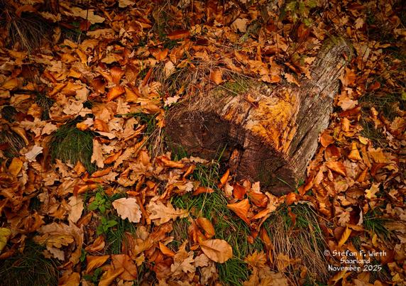 Remnants of a tree trunk in an earlier stage of decomposition. A riparian mixed forest with barr elements too in the South West of Germany (Saarland), provided water comes from a small slow flowing stream, surrounded mostly by hardwood trees. Deadwood remains. © Stefan F. Wirth, November 2025.