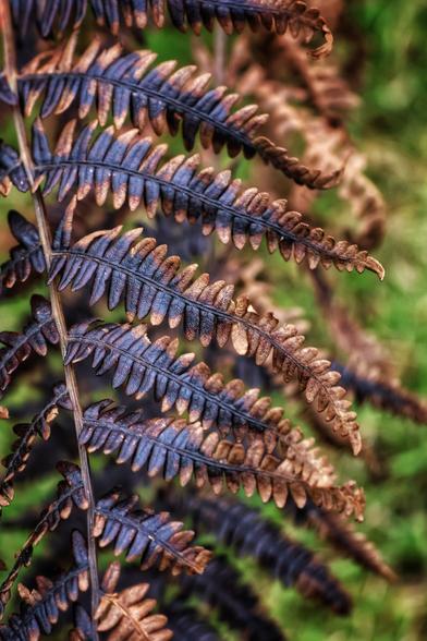 Close-up photograph of a fern frond in its autumnal phase. The fronds display a striking gradient of colours, transitioning from deep bronze and brown at the tips to muted green and bluish hues closer to the stem. The intricate, feathery structure of the fern is clearly visible, with each leaflet arranged symmetrically along the central stalk. The background is softly blurred, featuring hints of green foliage, which contrasts with the sharp, detailed texture of the fern. The image captures the delicate beauty and natural elegance of the fern as it changes with the seasons.