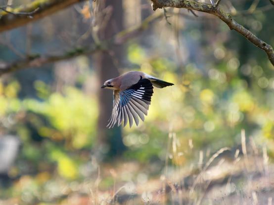 Eichelhäher mitten im Flug