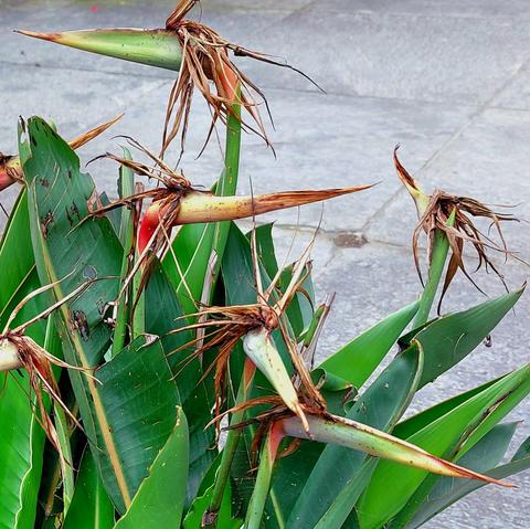 Strelitzia plant with broad, pointed green leaves and several flowers. At the end of each curved stem is a laterally inclined inflorescence, which is enveloped by a beak-shaped bract, the spathe. The orange and blue petals are wilted and brown. They hang from the flower like shaggy hair or feathers. This makes the flower resemble a somewhat windswept and ruffled crane. A grey stone structure is visible in the background.