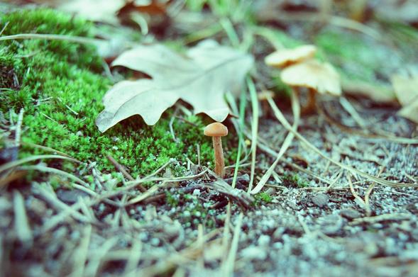 color film photo of a small, tan mushroom growing along the border of a low patch of moss and bare sandy soil; there are fallen pine needles strewn about, and a white oak leaf in the background, as well as several larger mushrooms out of focus next to it; the stem of the mushroom has a streaked and slightly shaggy appearance, while the cap is quite smooth; the colors of the whole photo are somewhat strange and unnatural as a result of tungsten balanced film being used in daylight conditions