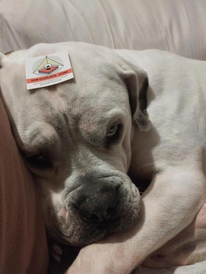 un bon chien patient couché sur son coussin avec un sticker discordia sur la tête