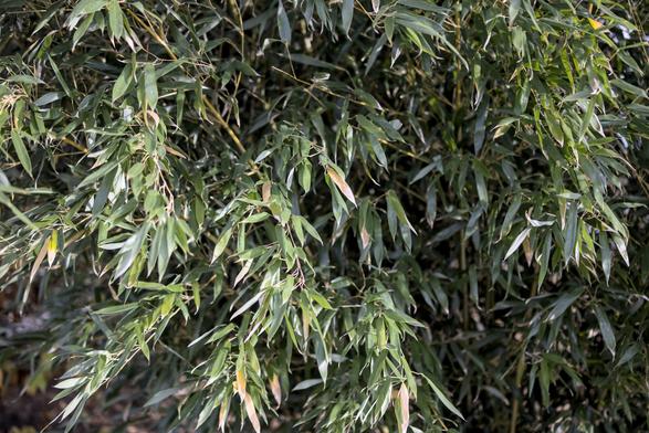 Bamboo found on a walk.