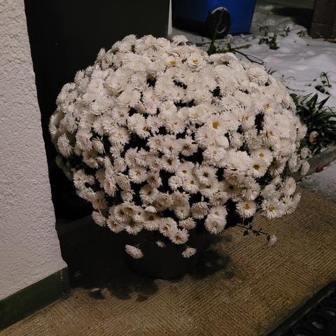 Große weiße Aster oder Chrysantheme im Topf vor dem Haus