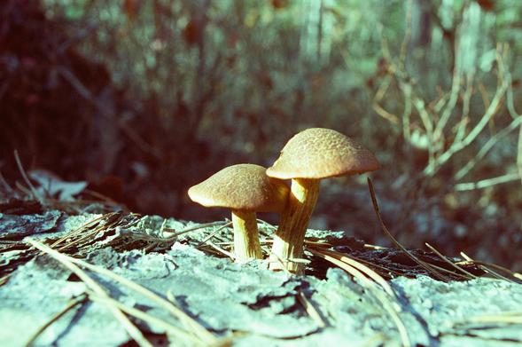 color film photo depicting a pair of brown mushrooms growing from the top of a decaying log; the stems have a streaking pattern of darker and lighter sections, while the caps have a mottled, almost scaly appearance; the exposure is slightly high, leaving the areas in direct sunlight blown out while the shadows have more detail visible; the colors are somewhat unnatural due to the use of tungsten balanced film in daylight conditions