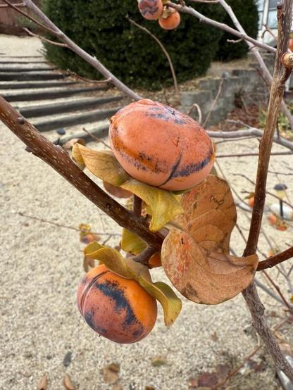 Frost kissed tiny persimmons on almost bare tree.