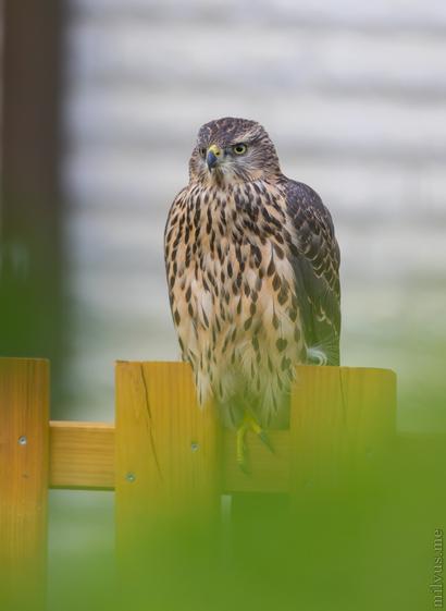 Photo of a goshawk sitting on a wodden fence. Background is blurry but looking like a house. The Bird appears relaxed, looking somewhere else.
