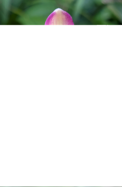 Flowers in garden with shades of  purple  white, yellow colors. Green leaves in background. Captured with Google Pixel in Bangkok Thailand