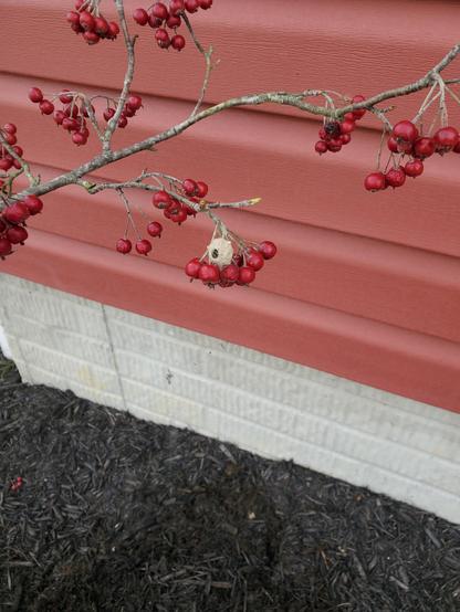 A leggy bare bush with red Berries toward the ends. A small marble sized mud orb with a hole perched among some berries.