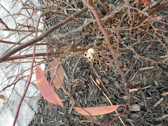 A bare bush with three small mud orbs attached to a branch.