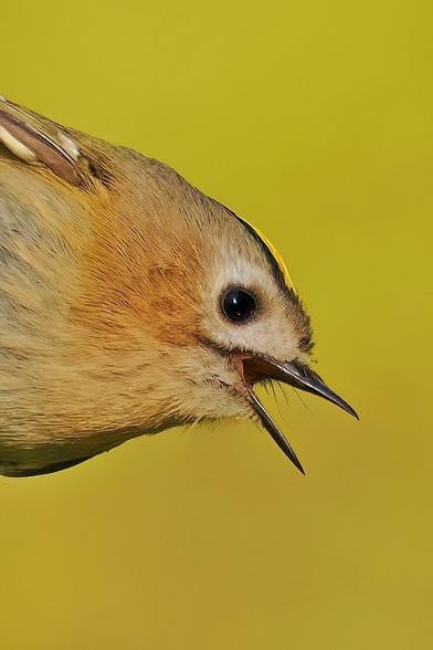 Brust und Kopf vom Wintergoldhähnchen mit geöffnetem Schnabel. Hintergrund in ähnlichem Farbton.