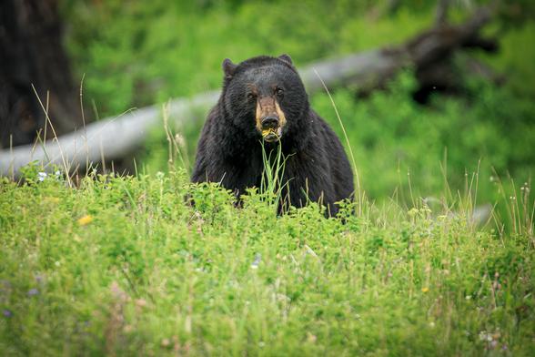 A photo of an American black bear (Ursus americanus) grazing on a green grassy hill, a yellow flower in its mouth as it stares straight ahead toward the camera. Behind the bear another green hill rises up, with a dead fallen tree across it.