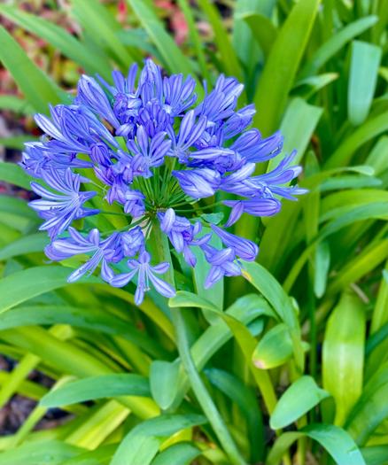 Dark blue Agapanthus flower in full bloom among green leaves