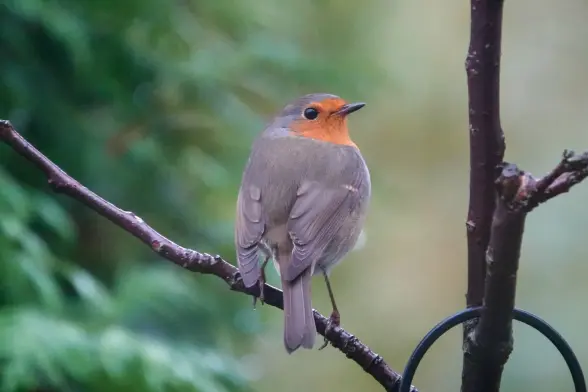 Red Robin see on the back, looking to camera over right wing.Green background