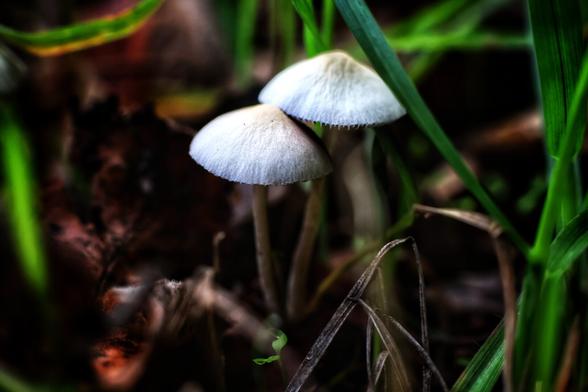 Close-up photograph of two delicate, pale-capped mushrooms growing in a natural woodland setting. The mushrooms, with their smooth, off-white caps and slender stems, stand out against the dark, earthy background. Surrounding them are vibrant green blades of grass and blurred foliage, creating a soft, natural bokeh effect. The lighting highlights the texture of the mushroom caps and the contrast between the green grass and the shadowy forest floor. The scene captures the quiet, intricate beauty of fungi thriving in their damp, shaded habitat.