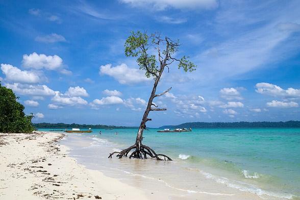 A solitary mangrove tree on the emerald tropical beach. Havelock Island (Swaraj Dweep), Andaman and Nicobar Islands, Andaman Sea, Indian Ocean.