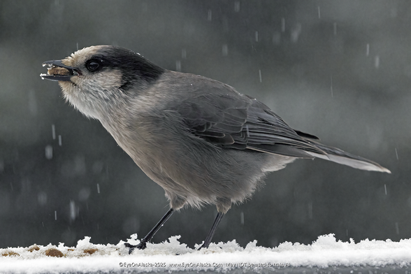 A grey and white Canada Jay fills the frame with a piece of food in its beak as out of focus snowflakes fall in the background.