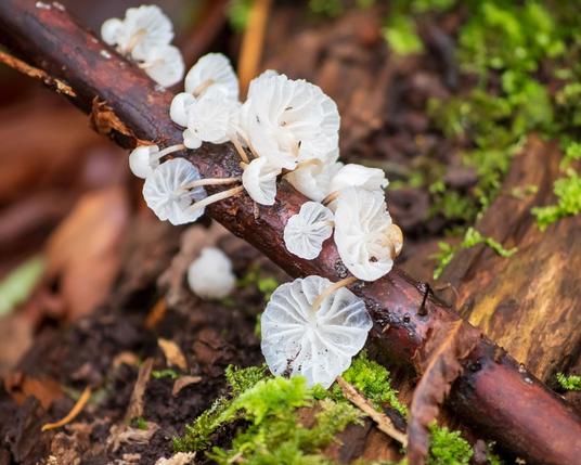 A group of white, translucent mushrooms on a brown shrub stem, probably salmonberry. The mushrooms, most  of which are seen bottom side up, have a round, umbrella-shaped (or parachute-shaped) cap, with widely-spaced gills, showing up as whiter lines on the white flesh of the cap. The stalks are thin, white, and about as long as the diameter of the caps. Background; a crumbly log, bright green, wet moss. Crossing the salmonberry stem, there's a piece of fern frond, dead, wet, brown.
