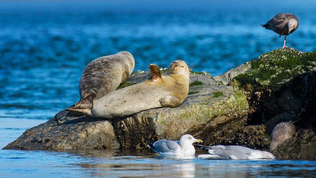 Harbor seals at Robert Moses State Park, Long Island, New York (© Vicki Jauron, Babylon and Beyon...