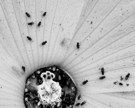Fruit flies (Scaptodrosophila) on Australian native hibiscus (H. heterophyllus). Exposure on the flower's centre has been increased to show the large numbers of flies clustered inside.