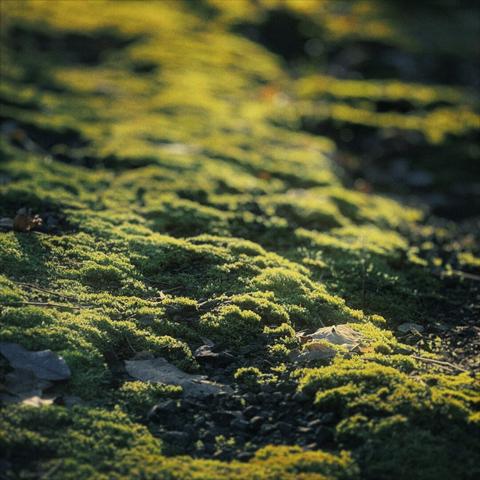 Bright green moss shines in the backlit evening sun.