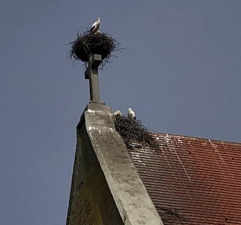 Auf dem Kirchendach in Bad Saulgau gibt es mehrere bewohnte Storchennester. Auch auf anderen prominenten Plätzen in diesem kleinen Ort haben sich ganze Storchen-Familien niedergelassen. Das Klappern ihrer Schnäbel ist in jeder Gasse zu hören. Touristen freuen sich, doch die Menschen dort empfinden die Vögel als Plage.