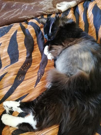 A floofy tuxedo cat lies snoozing on a tiger-striped duvet cover. She is in a kind of kangaroo pose, with her front pawsies tucked up by her chin and her back pawsies stretched out in a crescent. (If that doesn't make much sense, apologies. I am very much sleep deprived)