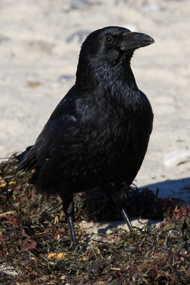 Eine Rabenkrähe (Corvus corone) steht in angetrocknetem Seetang an einem Sandstrand vor dem Betrachter.
Das Gefieder des Vogels ist komplett schwarz und besitzt einen matten metallischen Glanz.
Die Beine und der Schnabel sind schieferfarben.