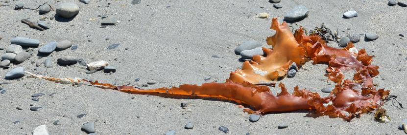 A photo of a long orange piece of seaweed on a beach.
