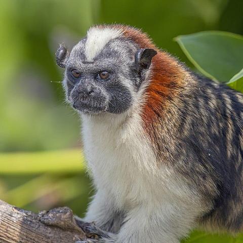 Geoffroy's tamarin (Saguinus geoffroyi) Gatun Lake, Panama